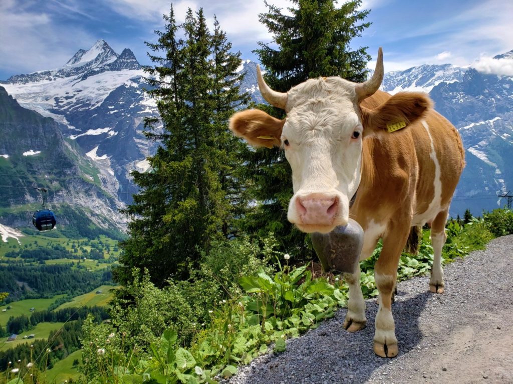 Cow in Grindelwald