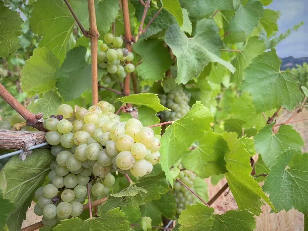 healthy looking grapes at Bellingar Estates