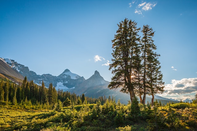 Landscape with coniferous trees and mountains in Jasper National Park in Canada